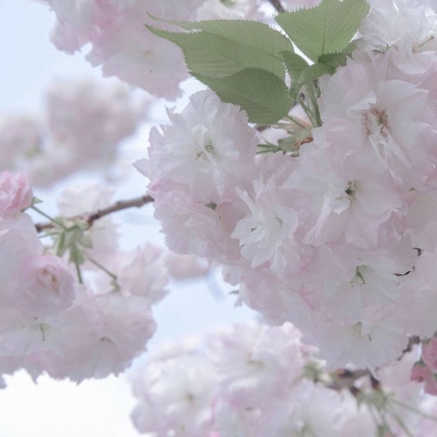 兴县福瑞交流群